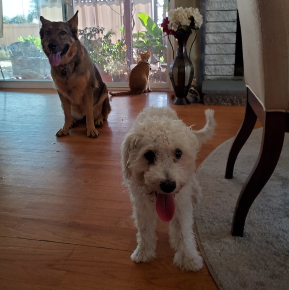 Meet your Posher, Rose - Picture 3 of 3